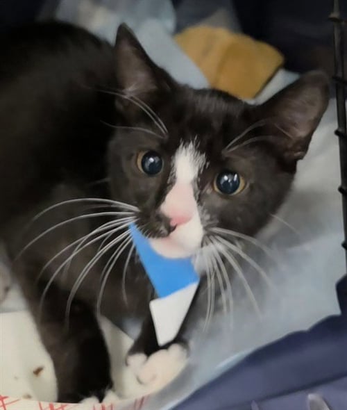A2477887 - Domestic Short Hair available for adoption