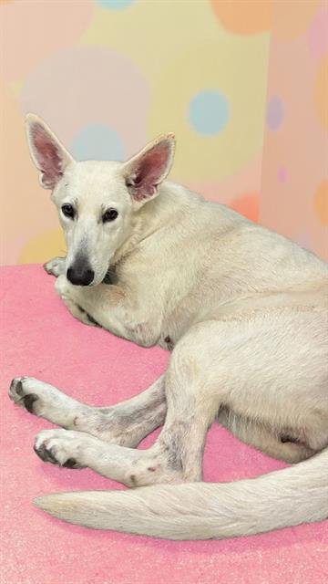 ICEY - German Shepherd Dog available for adoption