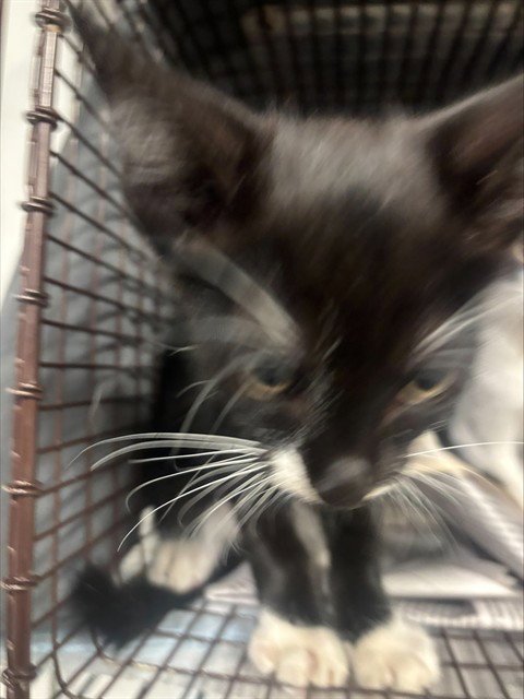 FALCON - Domestic Short Hair available for adoption