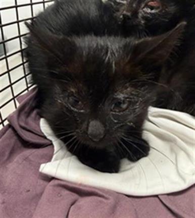 BARBIE - Domestic Short Hair available for adoption