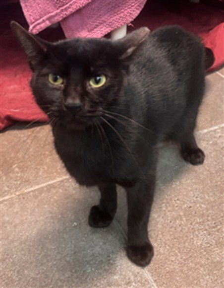 SALSA - Domestic Short Hair available for adoption