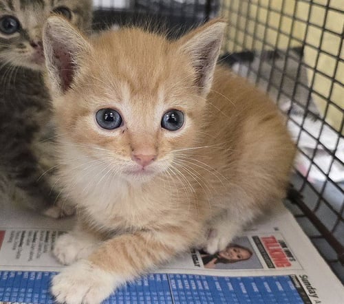 A2479027 - Domestic Short Hair available for adoption