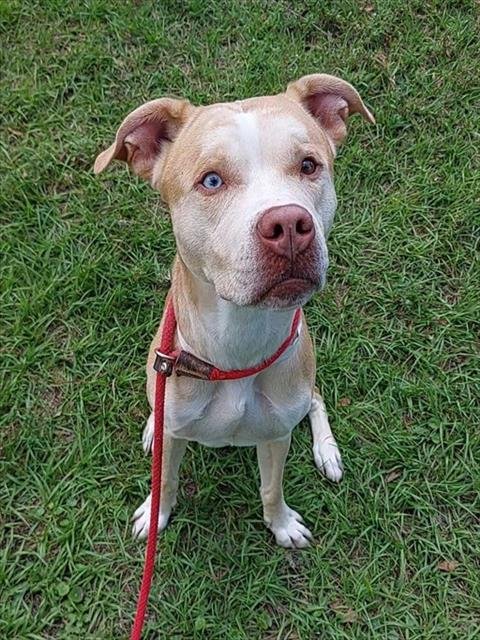 KODA - Pointer available for adoption