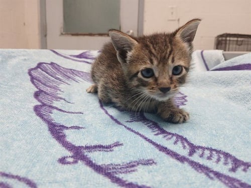A2477452 - Domestic Short Hair available for adoption
