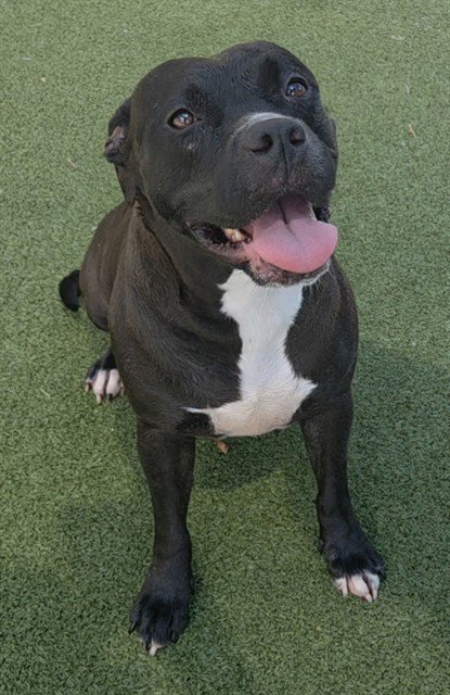 HARPER - American Staffordshire Terrier available for adoption