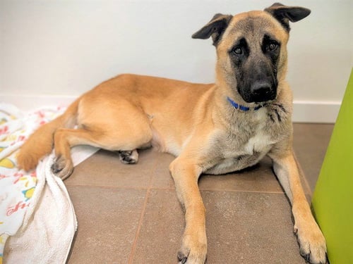 HOLT - German Shepherd Dog available for adoption