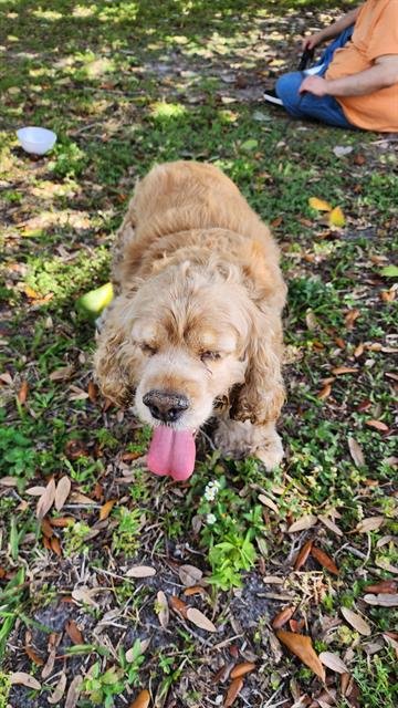 LEYLA - Cocker Spaniel available for adoption