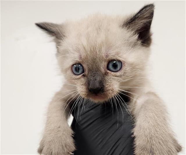 A2456649 - Siamese available for adoption