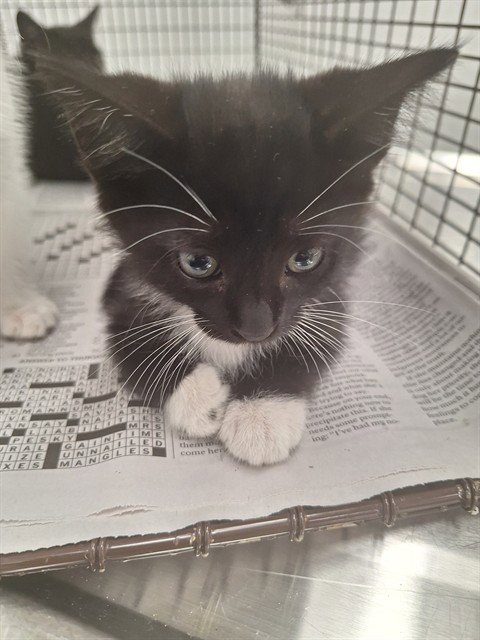 A2476361 - Domestic Short Hair available for adoption