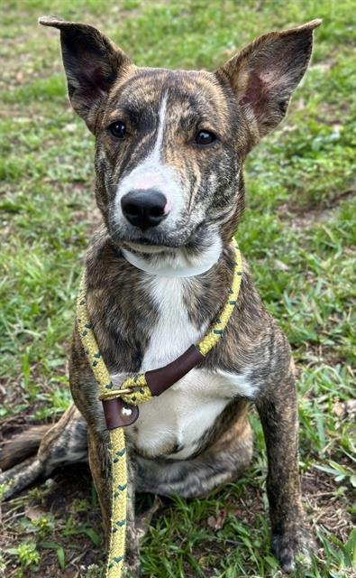 CHARLOTTE - American Staffordshire Terrier available for adoption