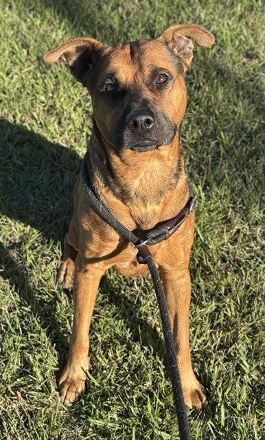 ALFRED - German Shepherd Dog available for adoption