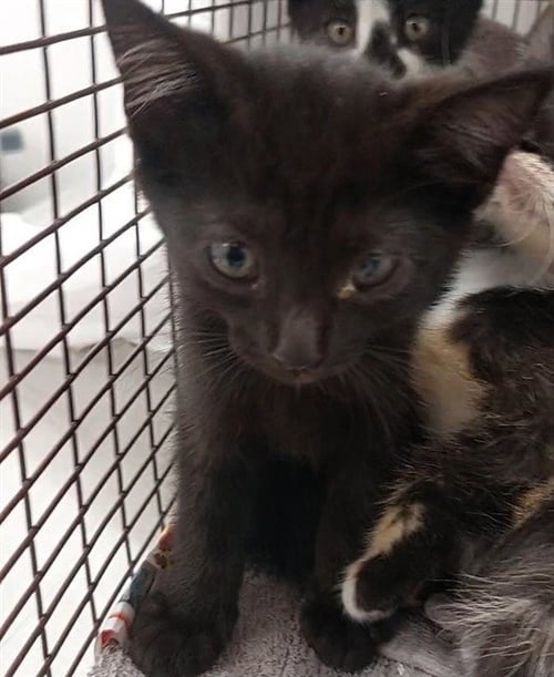 REBECCA - Domestic Short Hair available for adoption