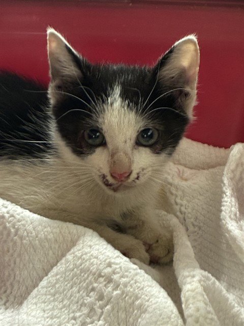 PICO - Domestic Short Hair available for adoption