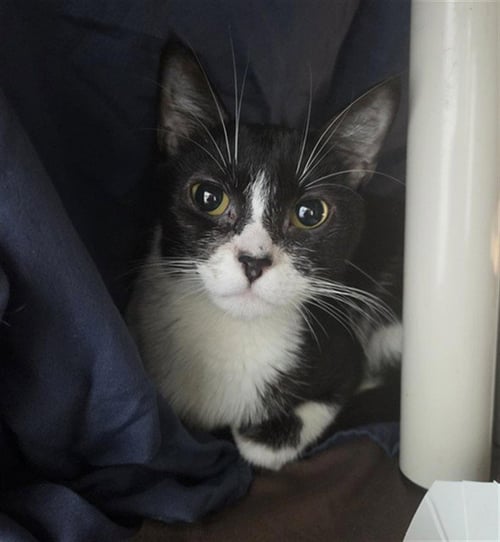 MUFFIN - Domestic Short Hair available for adoption