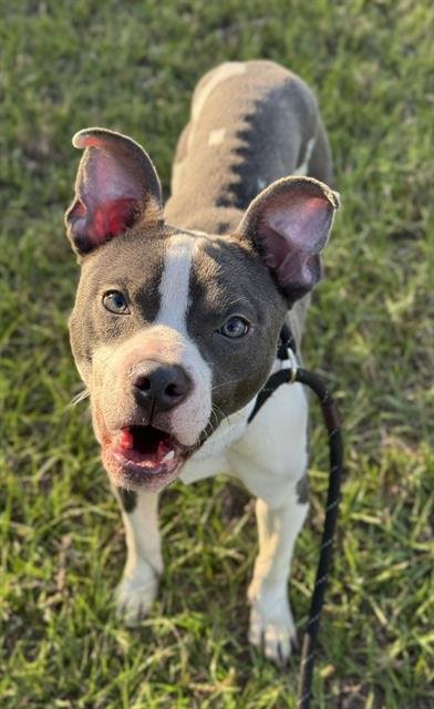 QUICKSILVER - American Staffordshire Terrier available for adoption