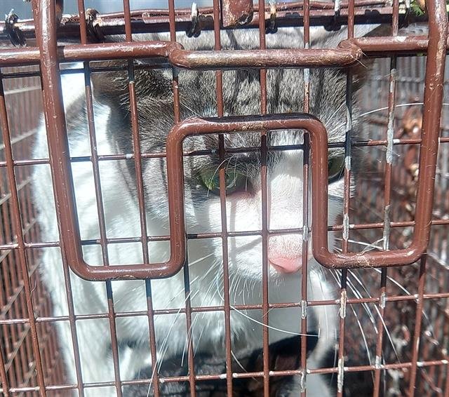 IRIS - Domestic Short Hair available for adoption