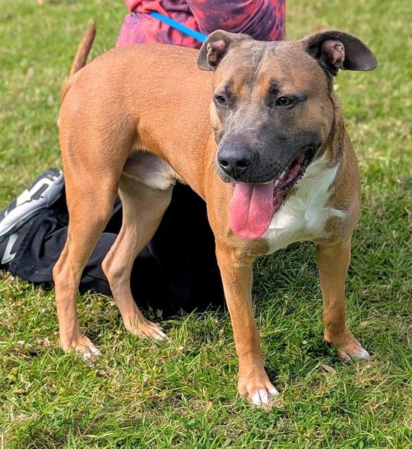 COWBOY - American Staffordshire Terrier available for adoption