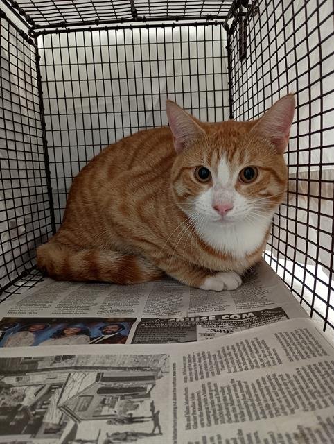 A2466300 - Domestic Short Hair available for adoption