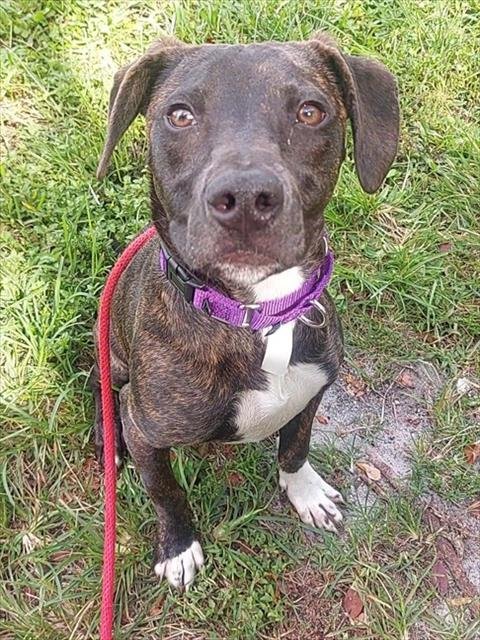 COPPER - American Staffordshire Terrier available for adoption