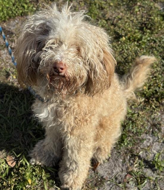 PAPO - Poodle (Standard) available for adoption
