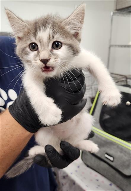 LILI - Domestic Short Hair available for adoption