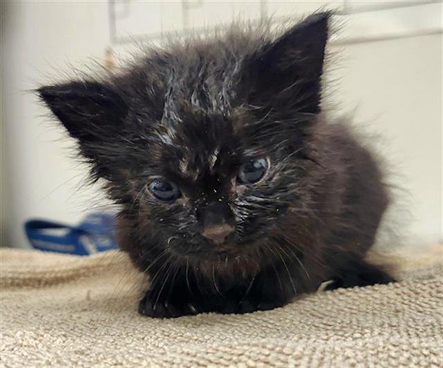 A2457965 - Domestic Short Hair available for adoption