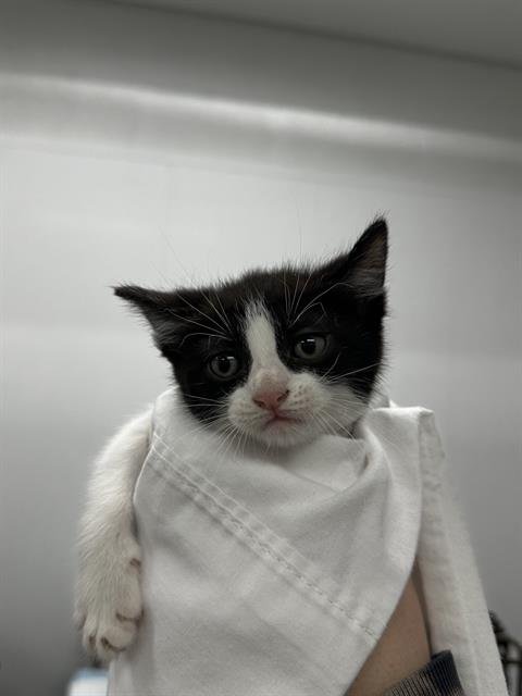 A2466431 - Domestic Short Hair available for adoption