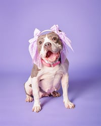 MOLLIE - Photo 1