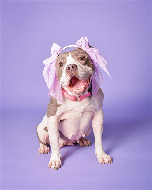 MOLLIE - American Staffordshire Terrier available for adoption