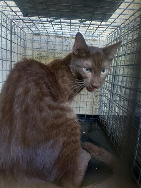 A2481347 - Domestic Short Hair available for adoption