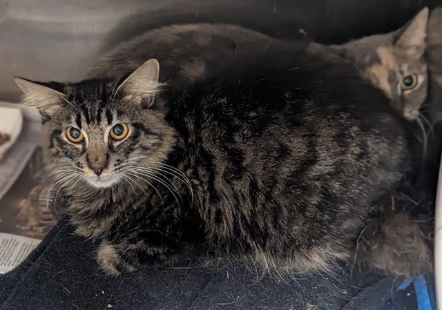 BUNNY - Domestic Long Hair available for adoption