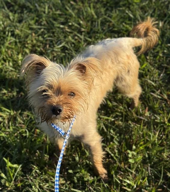 BENTLY - Yorkshire Terrier Yorkie available for adoption
