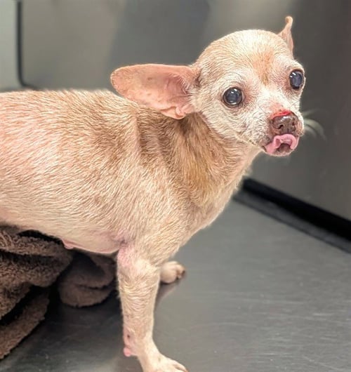 *CHIQUITA - Chihuahua available for adoption