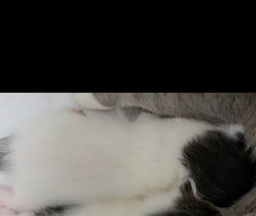 WALDO - Domestic Short Hair available for adoption