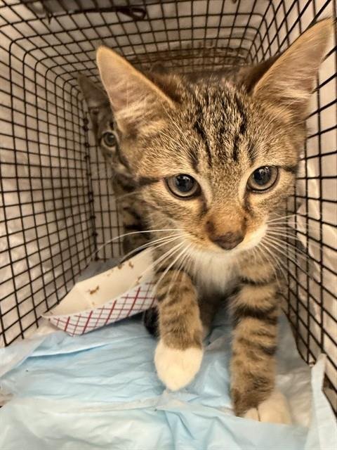 NIBBLES - Domestic Short Hair available for adoption