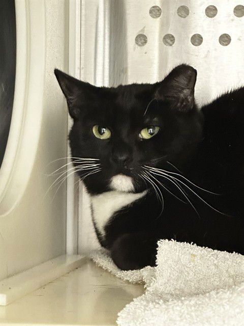 CAMDEN - Domestic Short Hair available for adoption