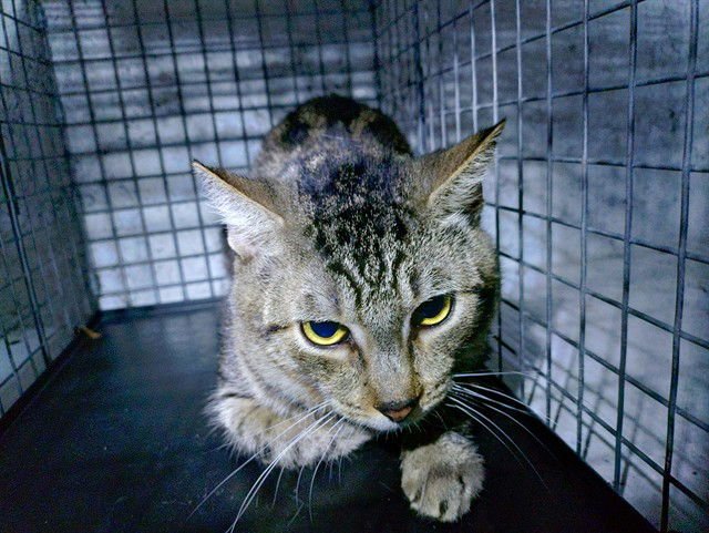 COMET - Domestic Short Hair available for adoption