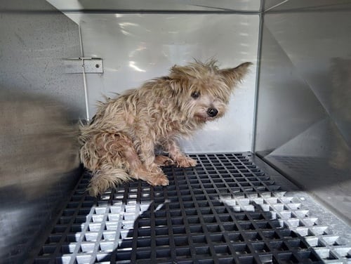 A2478748 - Yorkshire Terrier Yorkie available for adoption