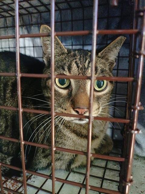 SAKE - Domestic Short Hair available for adoption