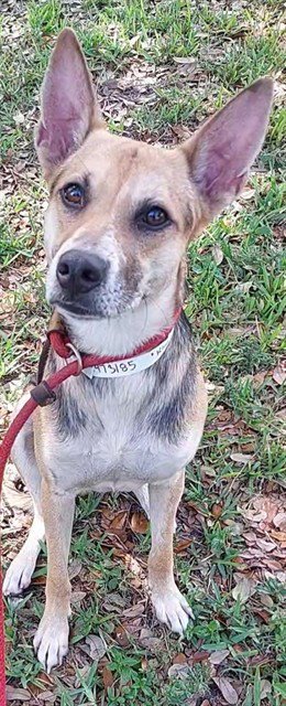 KANGAROO - German Shepherd Dog available for adoption