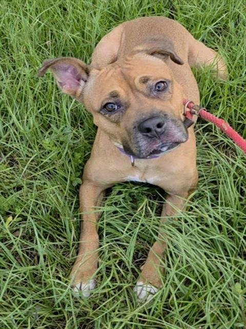 *SERENITY - Boxer available for adoption