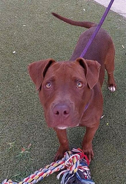HAZEL - Labrador Retriever available for adoption