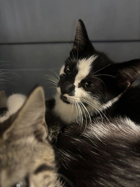 A2479063 - Domestic Short Hair available for adoption