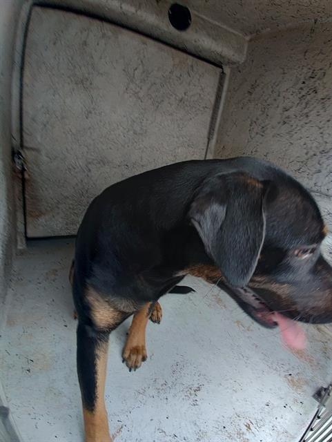 ELVIS - Rottweiler available for adoption