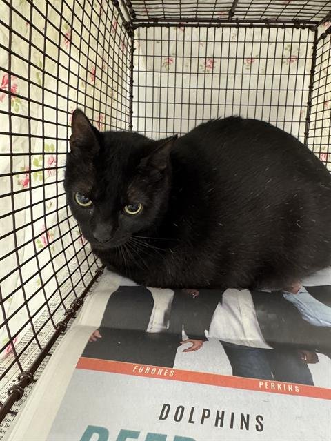 PEPPER - Domestic Short Hair available for adoption