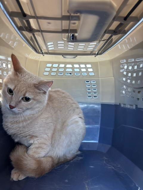 CUDDLES - Domestic Short Hair available for adoption