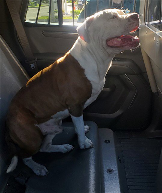 BUSTER Image
