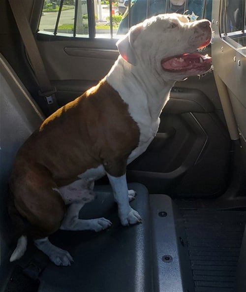 BUSTER - American Staffordshire Terrier available for adoption