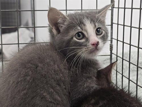 MAURICIO - Domestic Short Hair for adoption in Fort Lauderdale