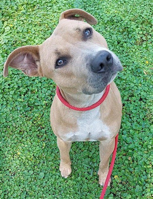 MILO - American Staffordshire Terrier available for adoption